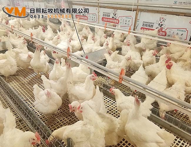 乳頭飲水系統